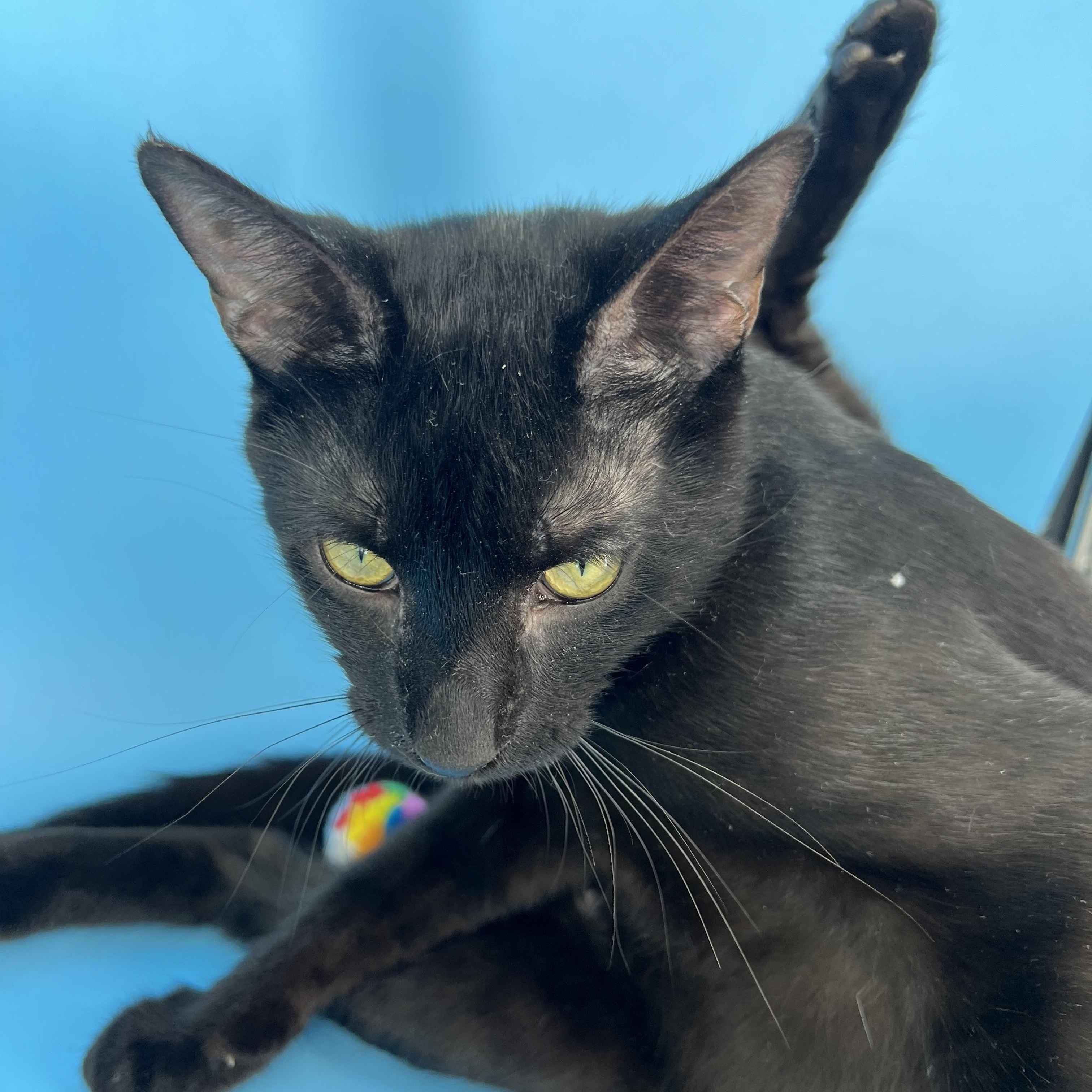 Enlarge Taylor (Mr. Personality!), a Adoptable mixed breed in Tucker, GA image 6/6