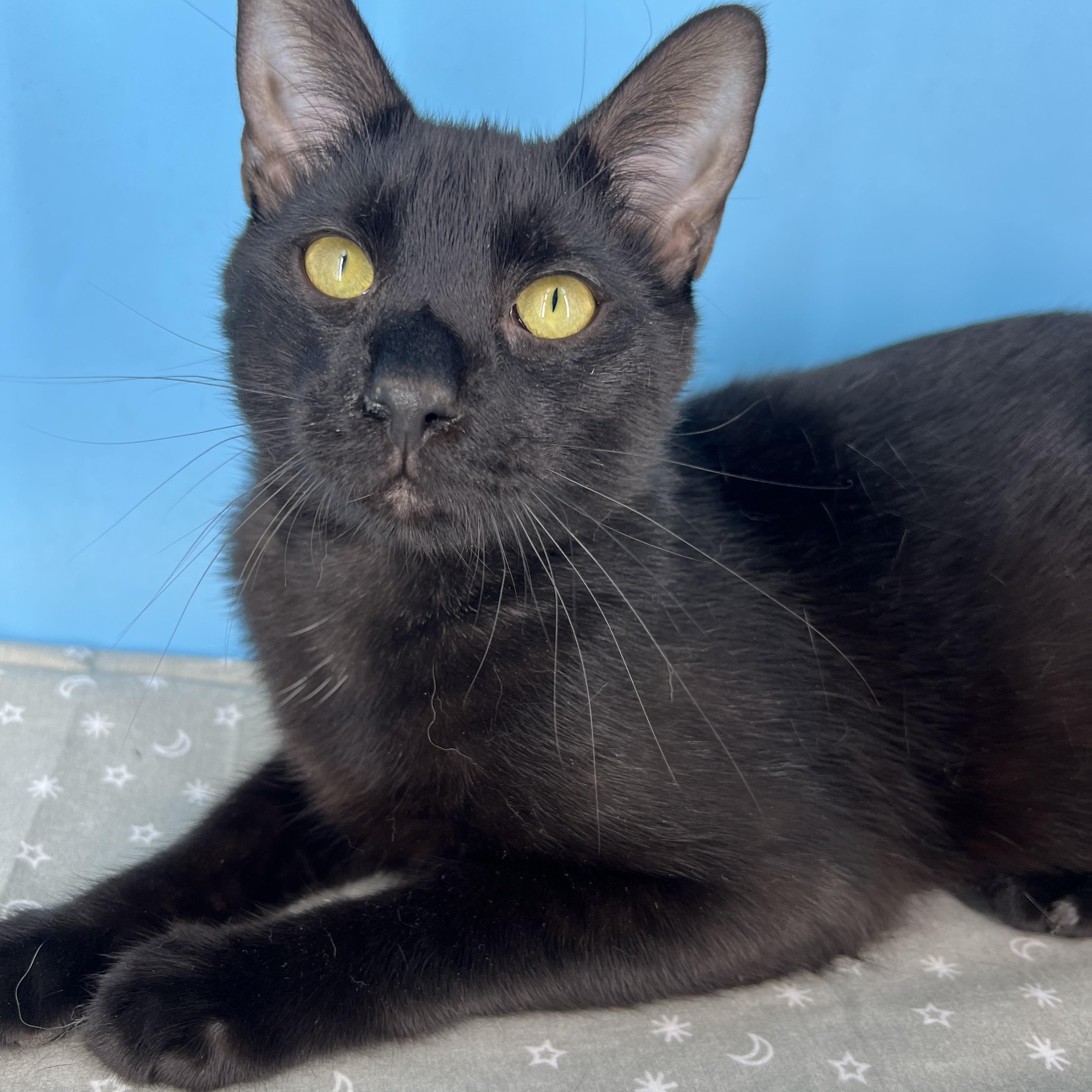 Enlarge Taylor (Mr. Personality!), a Adoptable mixed breed in Tucker, GA image 1/6