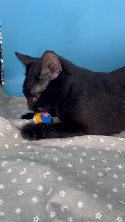 Enlarge Taylor (Mr. Personality!), a Adoptable mixed breed in Tucker, GA video 2/6