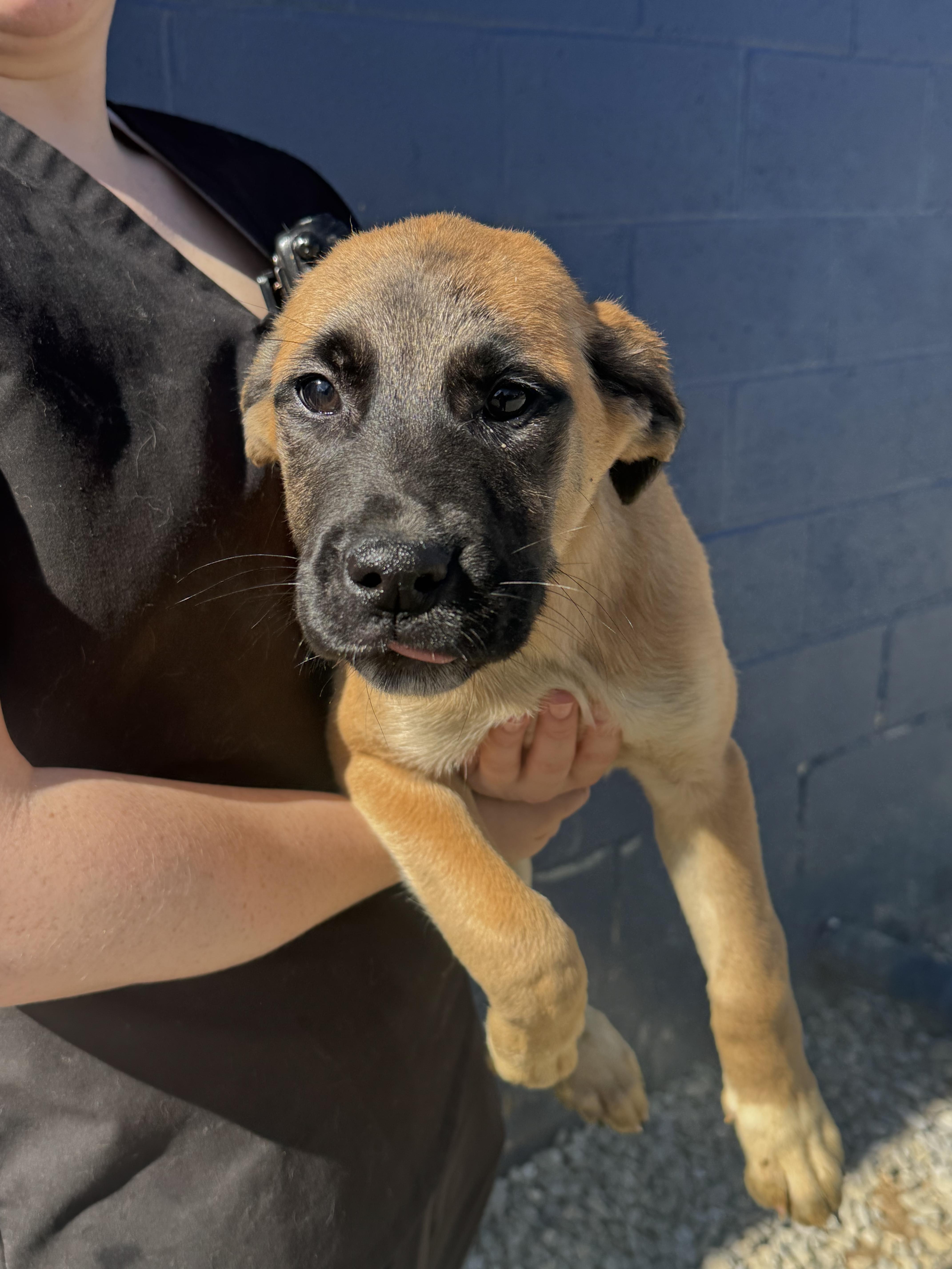 Enlarge Alli, an adopted mixed breed in Willington, CT image 1/4