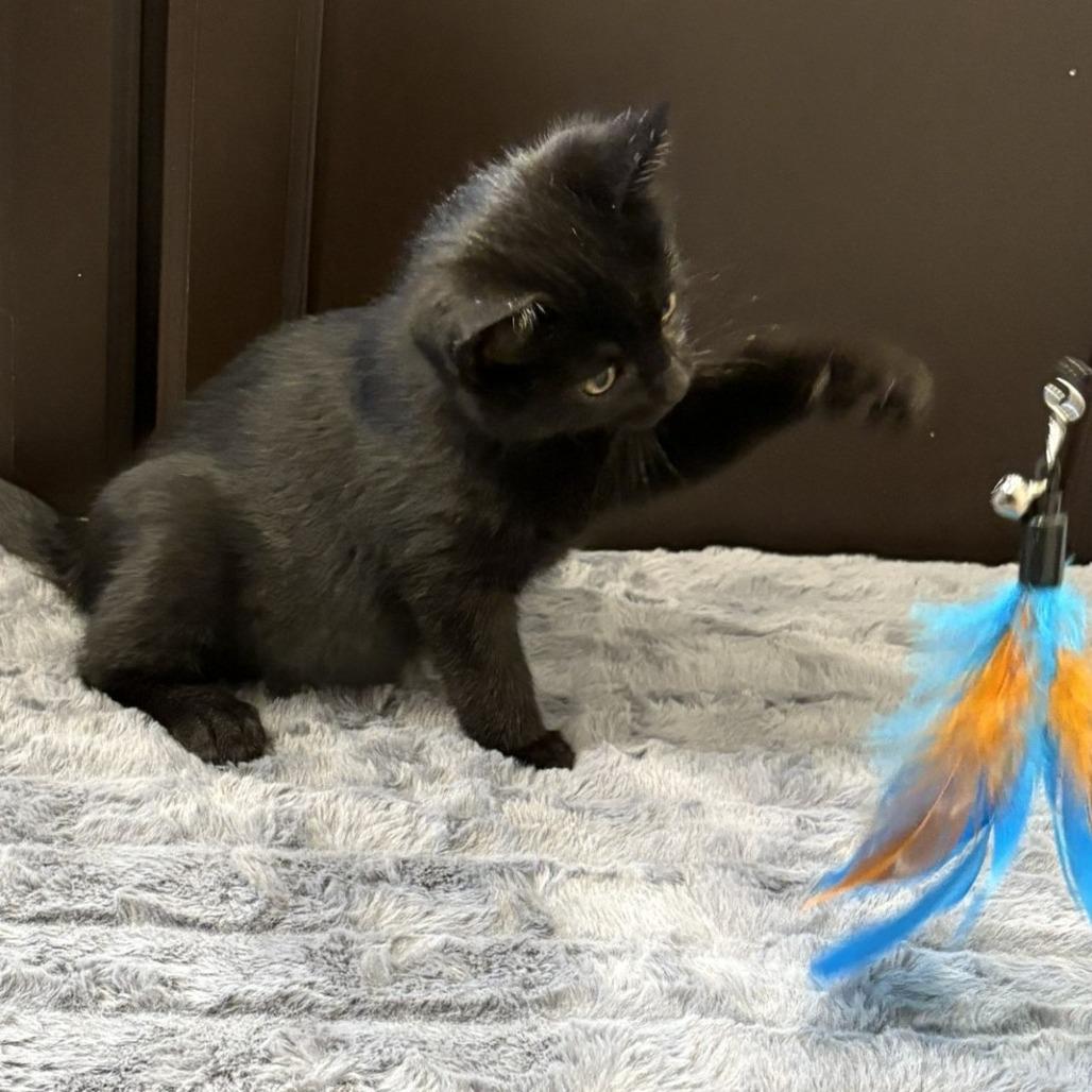 Solace, a Adoptable Domestic Short Hair image 1/5