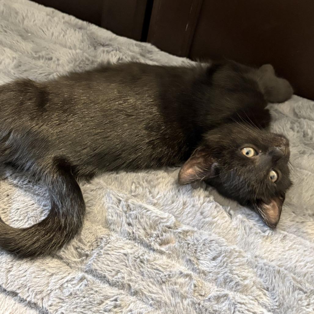 Solace, a Adoptable Domestic Short Hair image 2/5