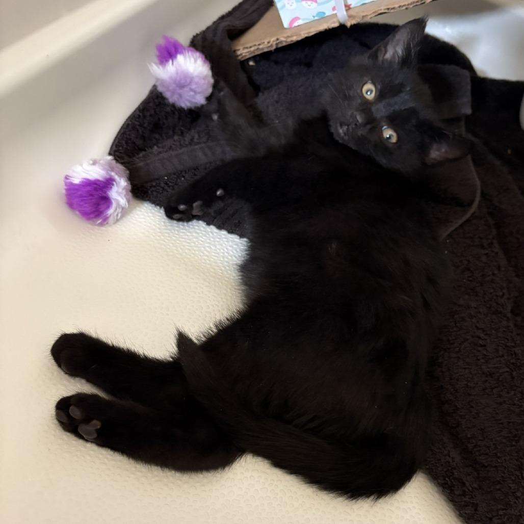 Enlarge Solace, a Adoptable Domestic Short Hair in Winchester, VA image 5/5