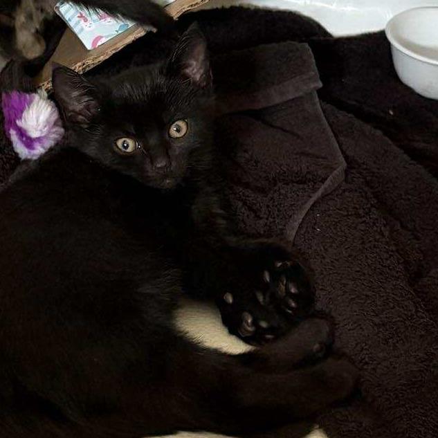 Solace, a Adoptable Domestic Short Hair image 3/5