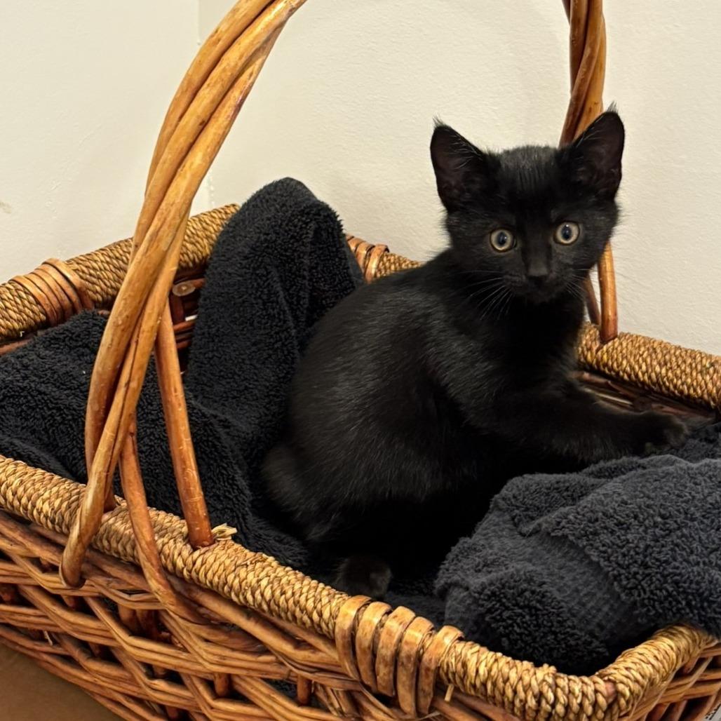 Solace, a Adoptable Domestic Short Hair image 4/5