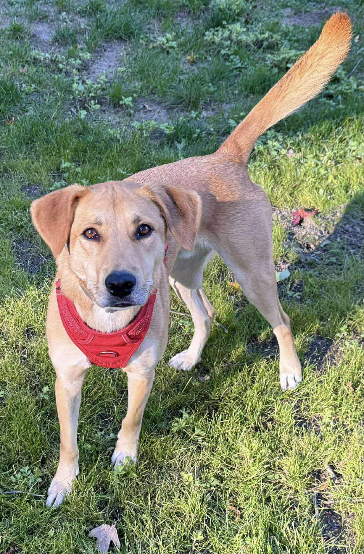 Romeo, Adoptable, Adult Male Mixed Breed.