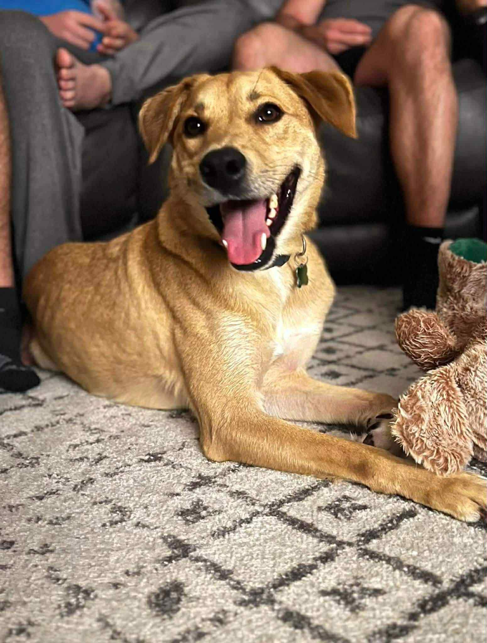 Romeo, a Adoptable mixed breed in Ronkonkoma, NY image 2/2