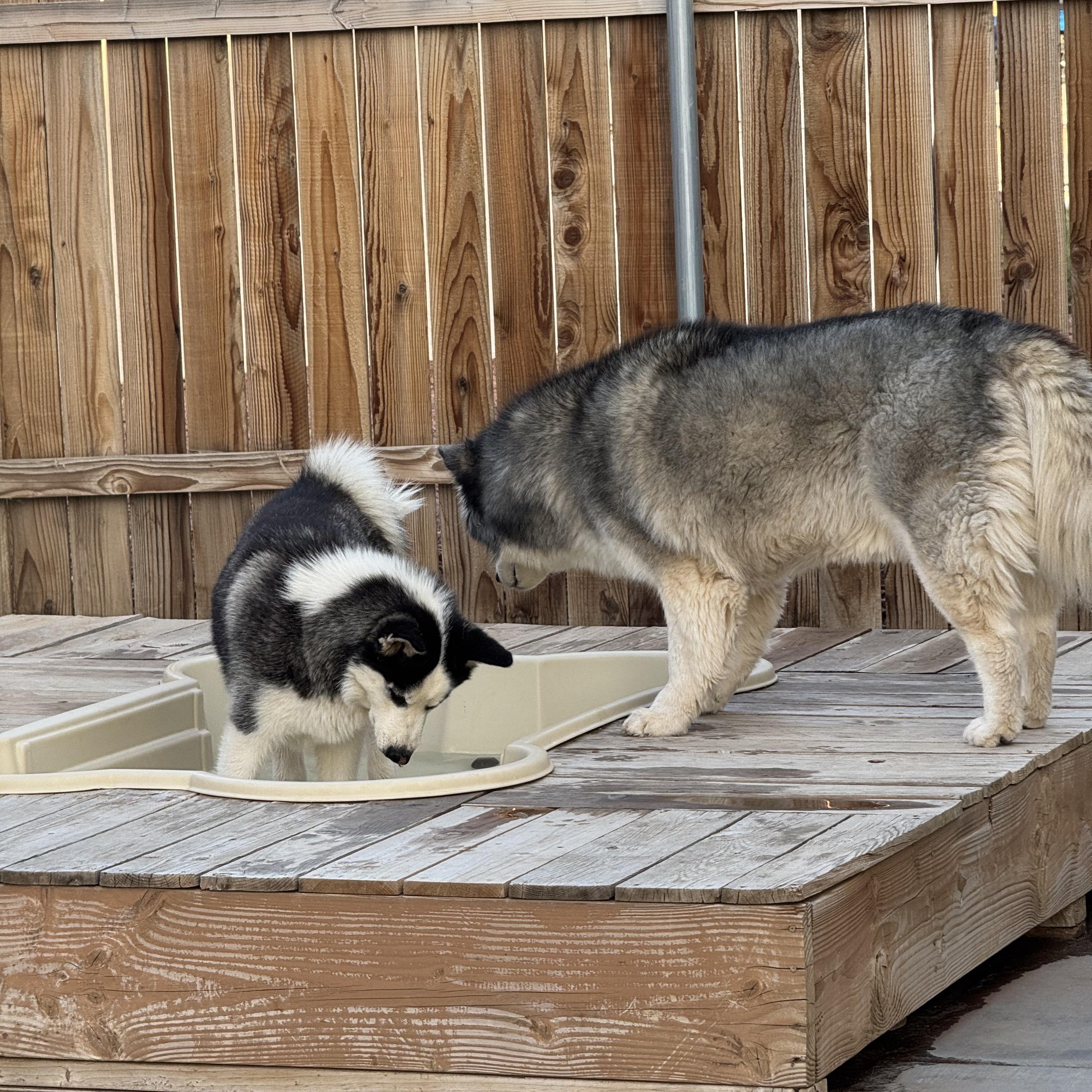 Enlarge Jules, a Adoptable Siberian Husky in Hesperia, CA image 4/4