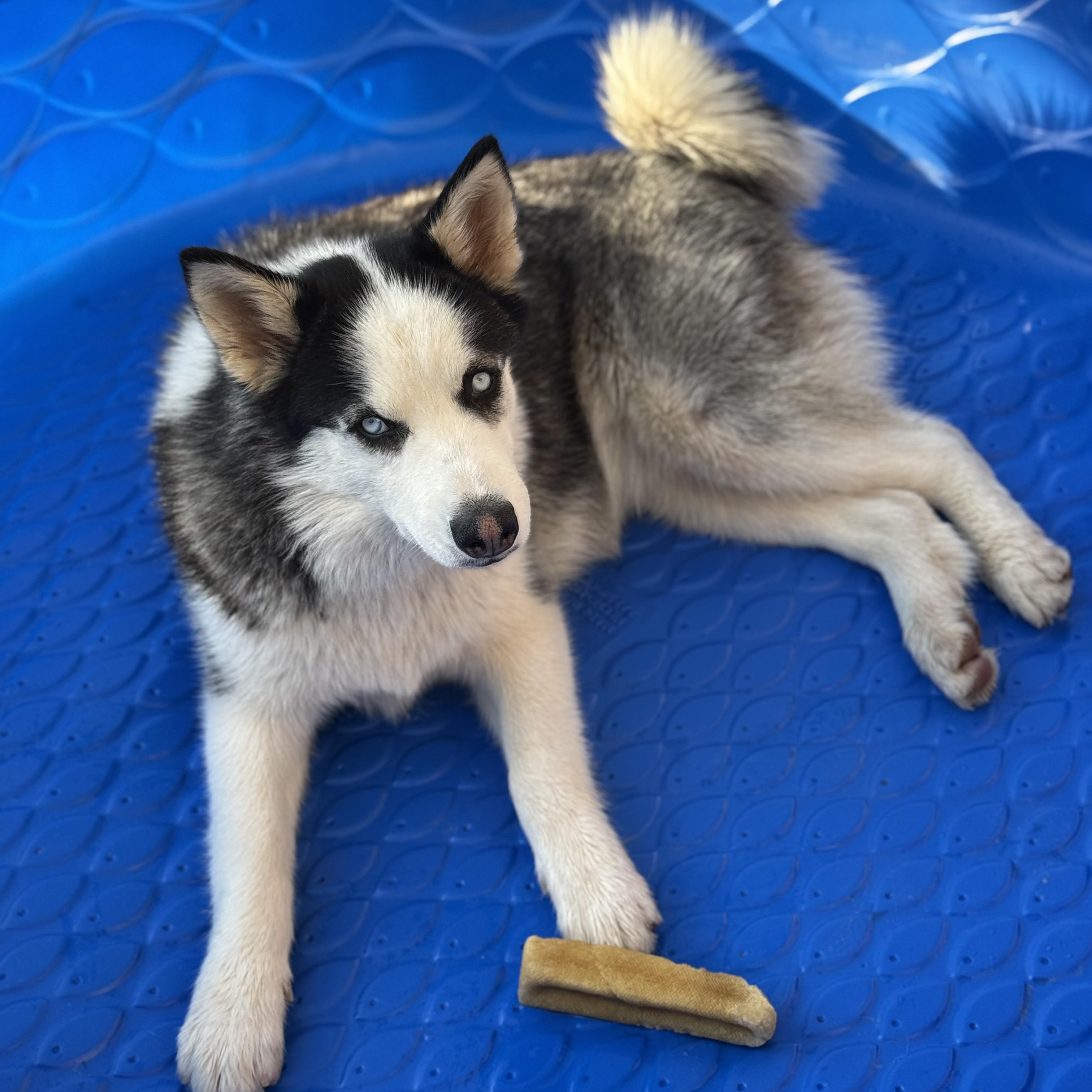 Enlarge Jules, a Adoptable Siberian Husky in Hesperia, CA image 1/4