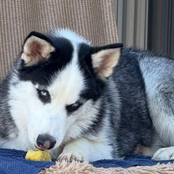 Enlarge Jules, a Adoptable Siberian Husky in Hesperia, CA image 2/4