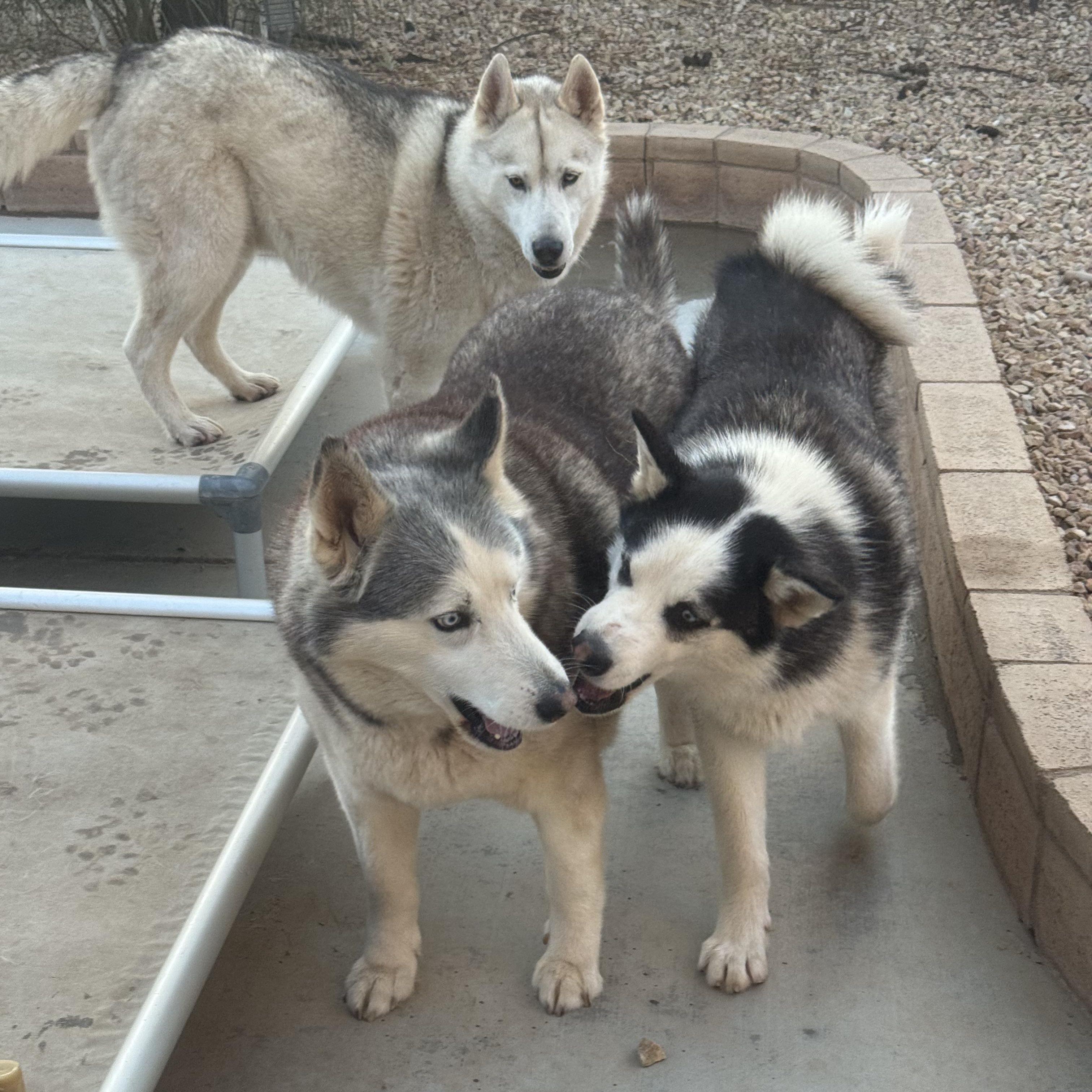 Enlarge Jules, a Adoptable Siberian Husky in Hesperia, CA image 3/4