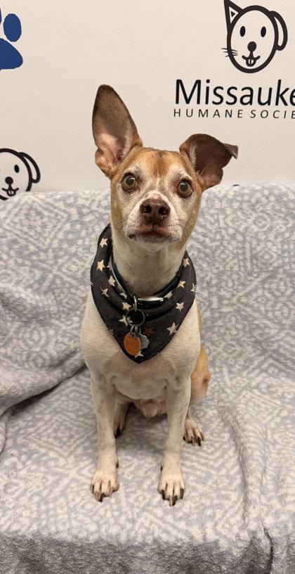 Buddy (7215, Adoptable, Senior Male Terrier.