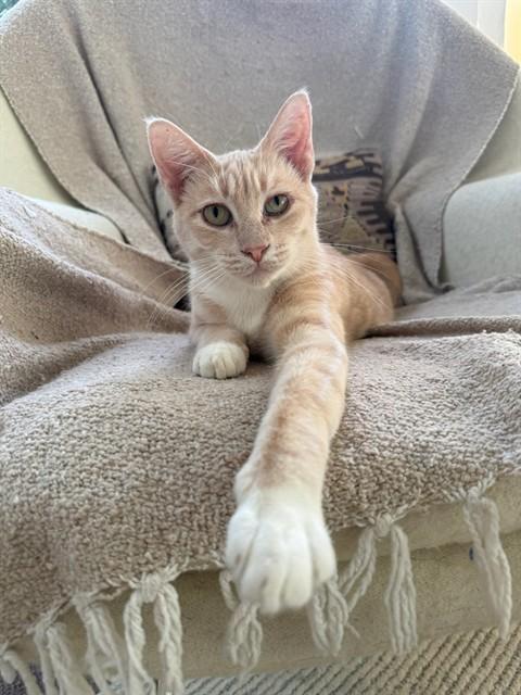 PUMPKIN PIE, Adoptable, Adult Female Domestic Short Hair.