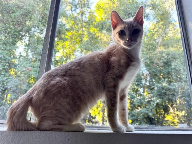 PUMPKIN PIE, Adoptable, Adult Female Domestic Short Hair.