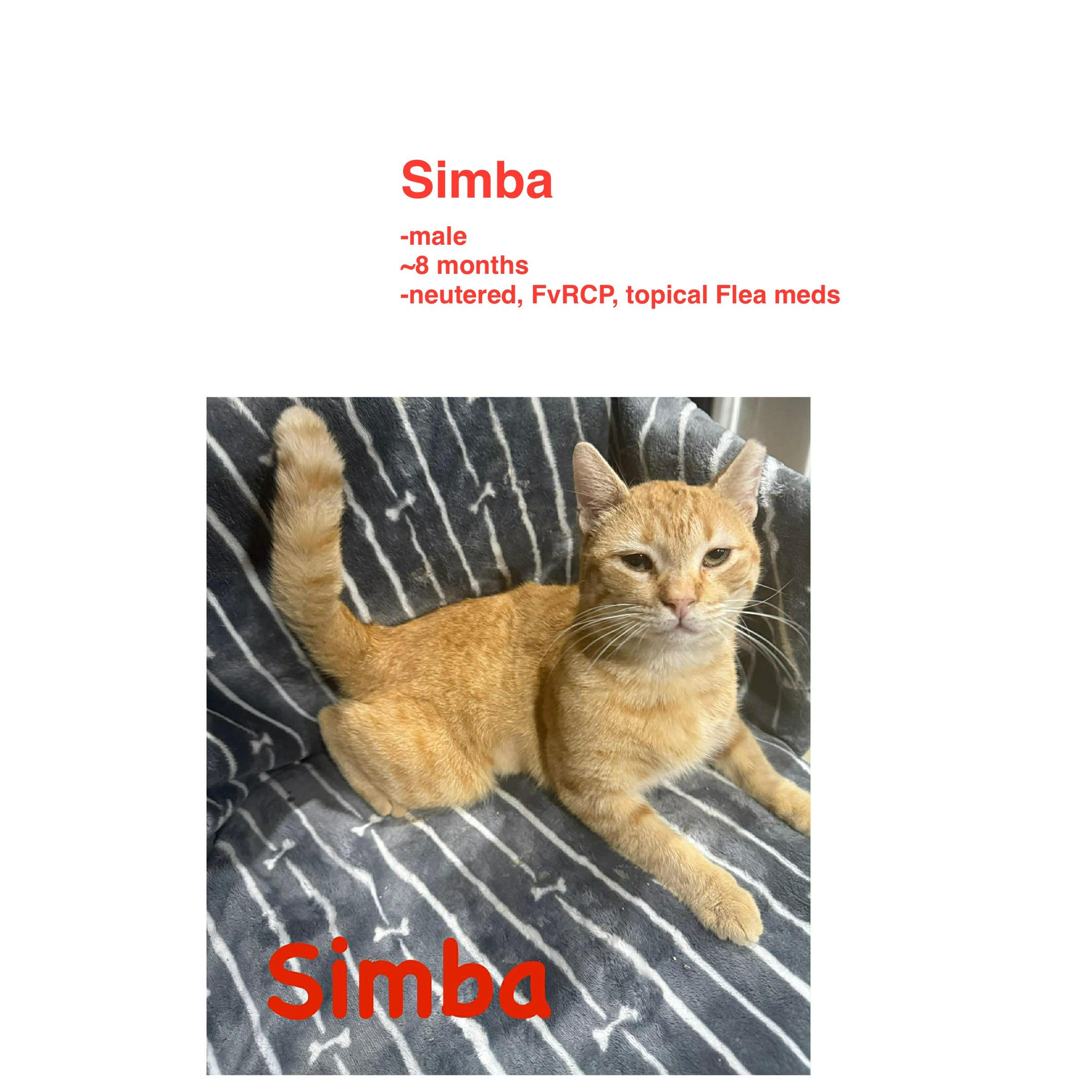 Simba, ADOPTABLE, Young Male Domestic Short Hair.