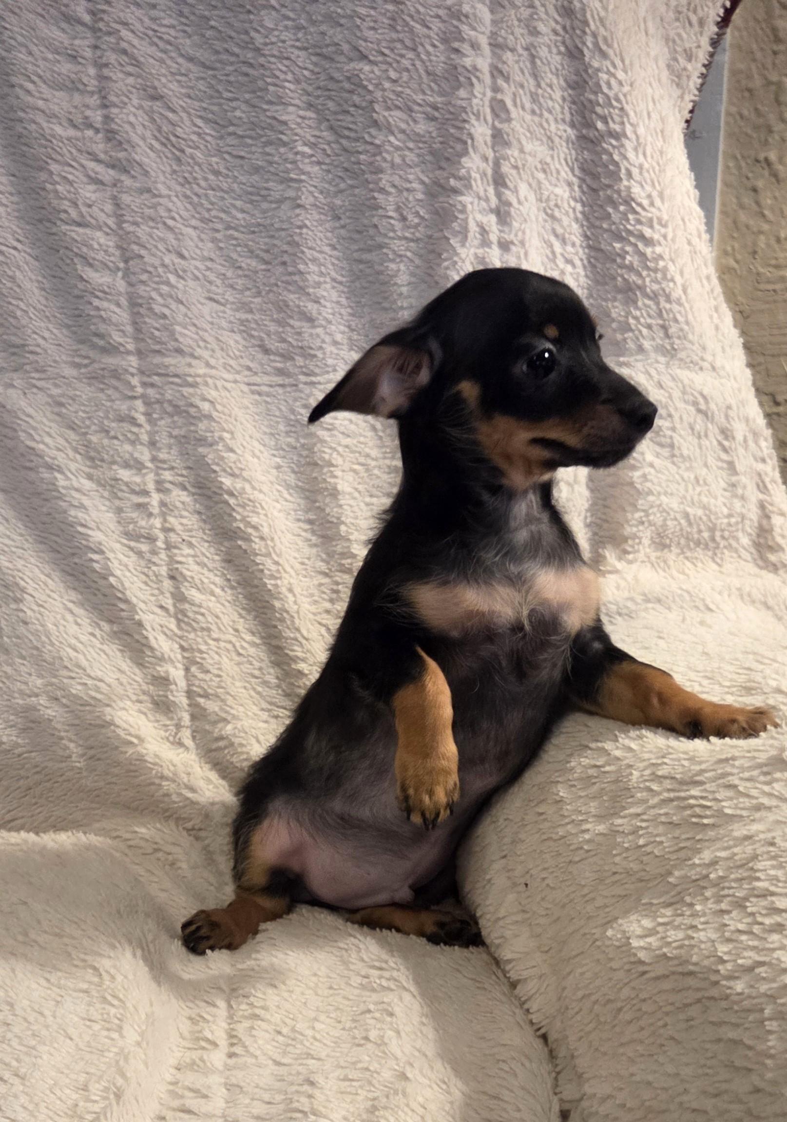 Enlarge Chalupa, an adopted mixed breed in Oakdale, CA image 3/4
