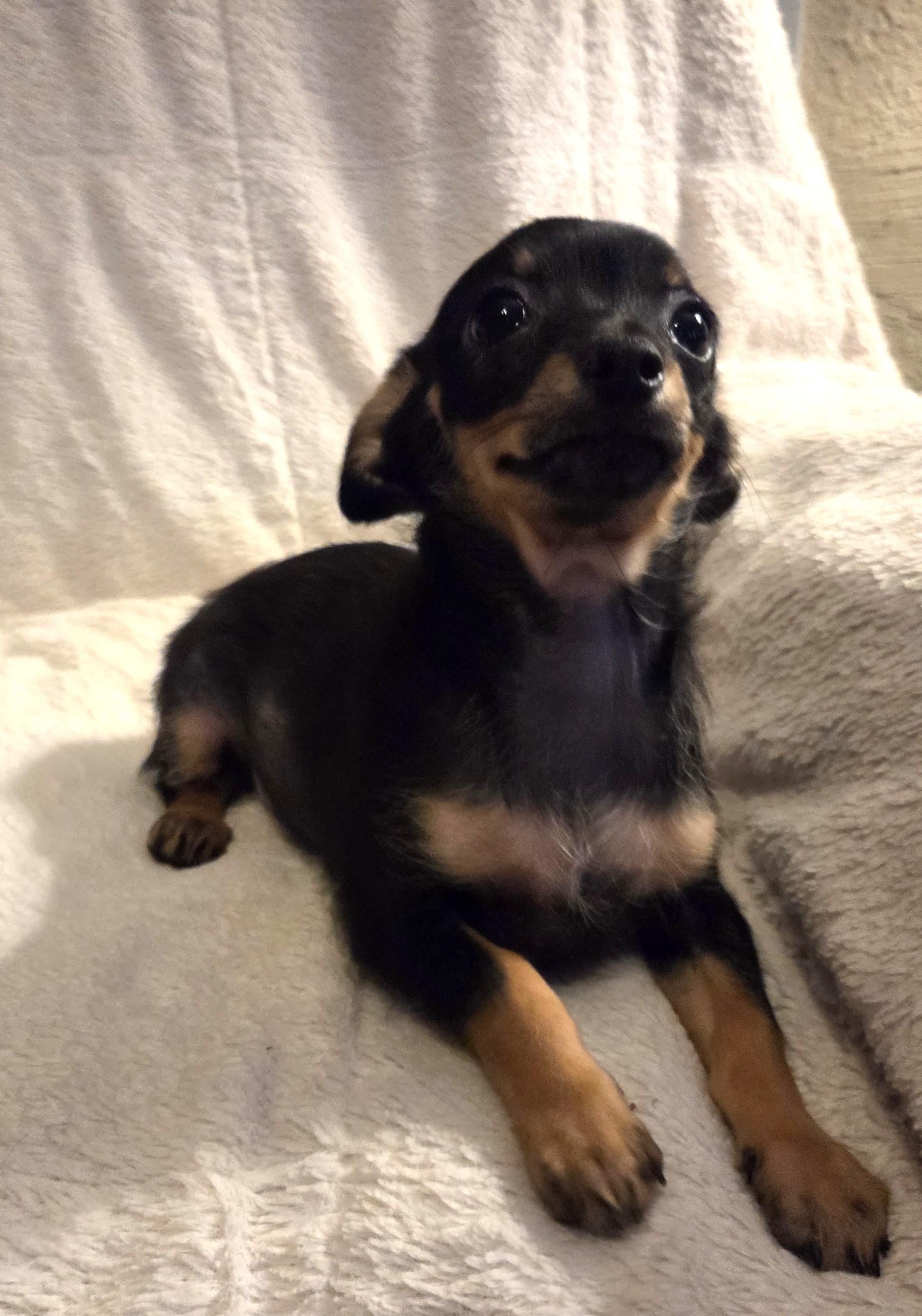 Chalupa, adopted, Puppy Male Chihuahua & Terrier.