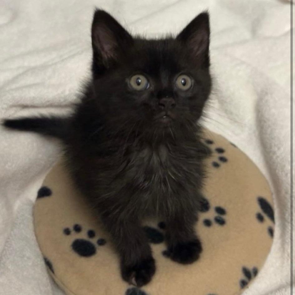 Fargo, ADOPTABLE, Kitten Male Domestic Medium Hair.