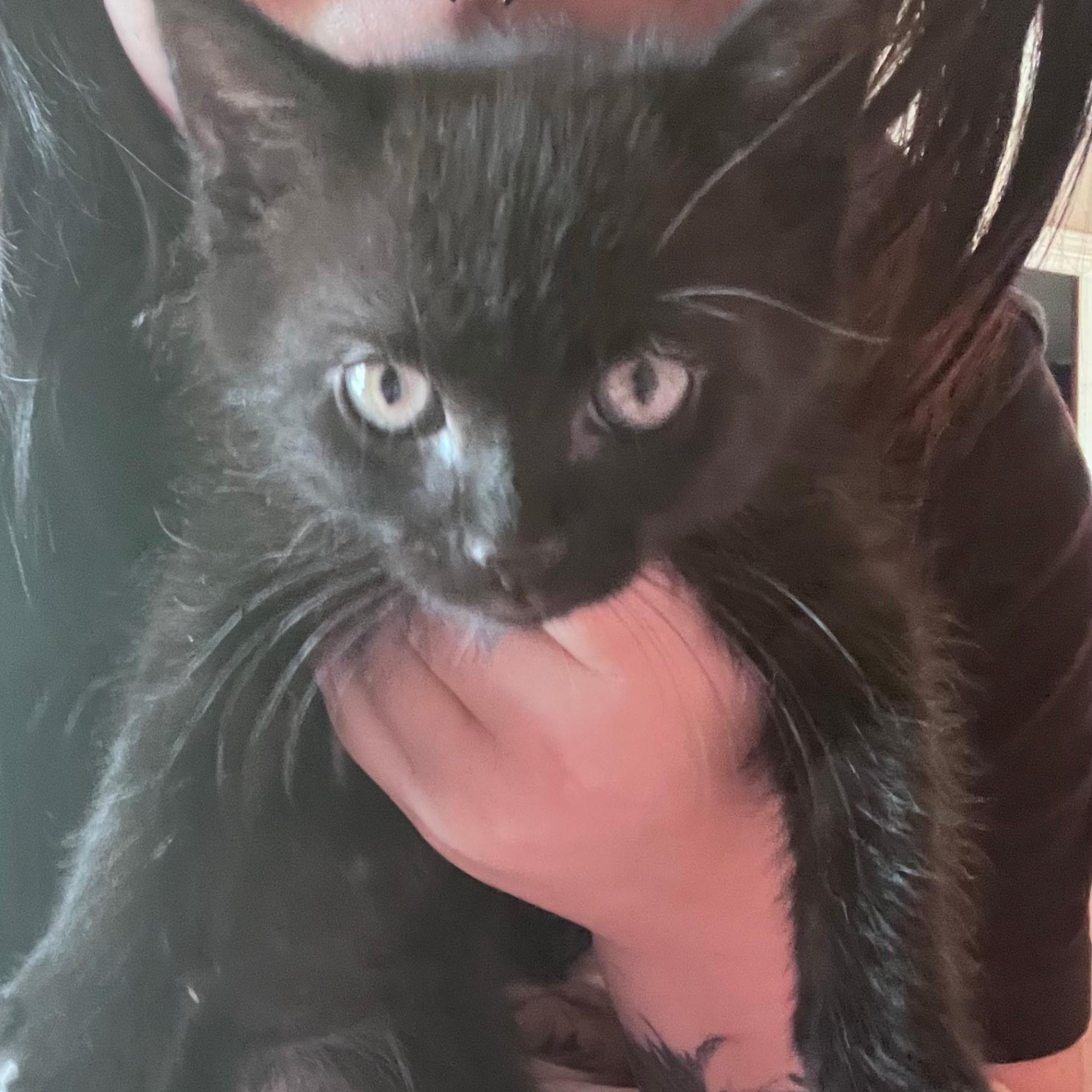 Enlarge Fargo, a ADOPTABLE Domestic Medium Hair in Easley, SC image 2/2