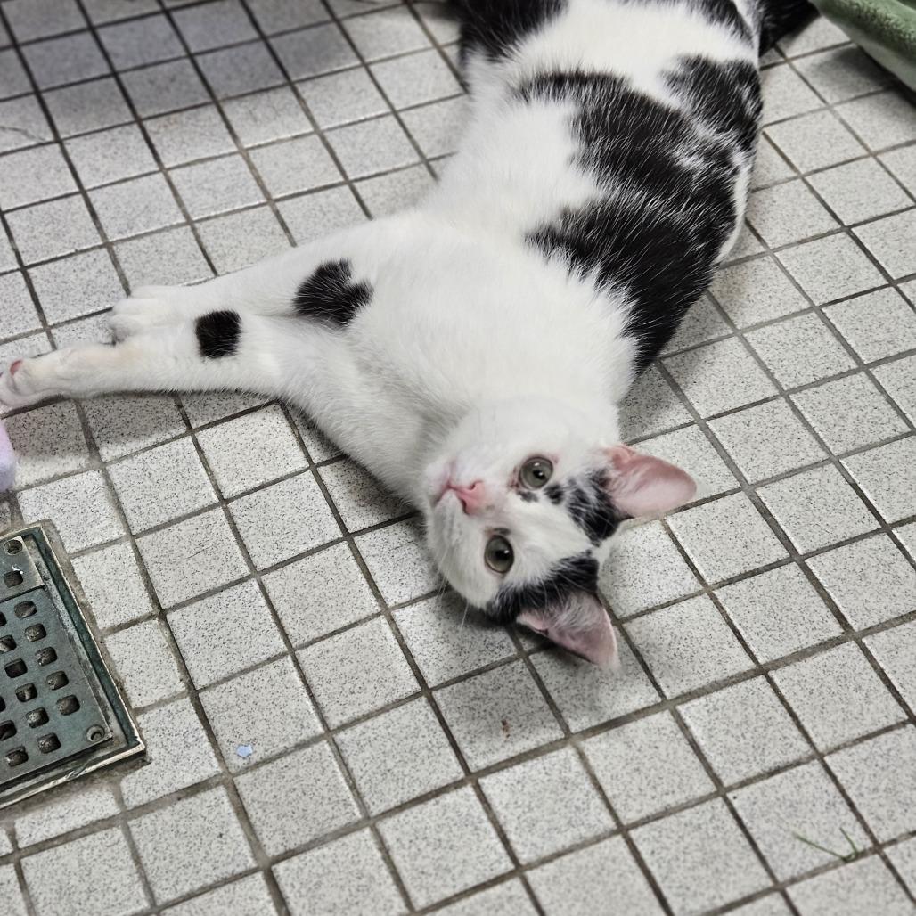 Enlarge Ziggy, a Adoptable Domestic Short Hair in Westhampton, NY image 3/6