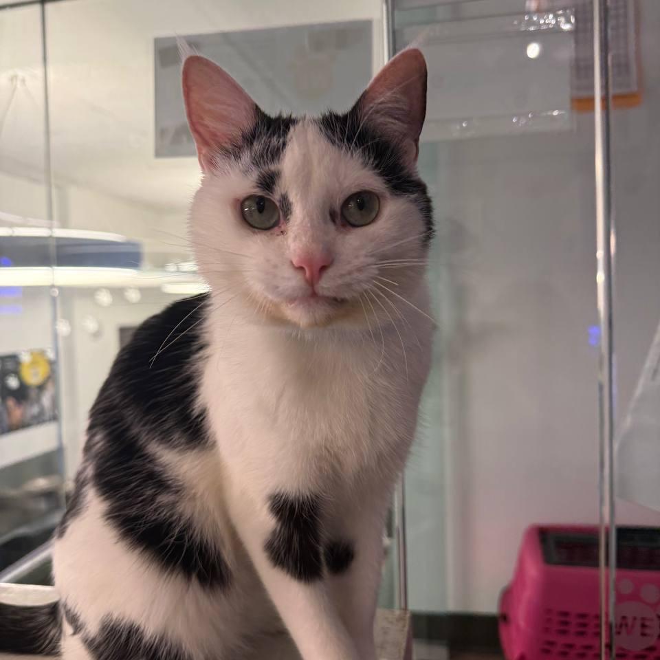 Enlarge Ziggy, a Adoptable Domestic Short Hair in Westhampton, NY image 5/6