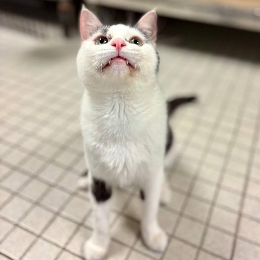 Ziggy, a Adoptable Domestic Short Hair in Westhampton, NY image 5/6