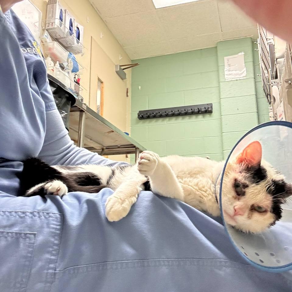 Ziggy, a Adoptable Domestic Short Hair in Westhampton, NY image 6/6