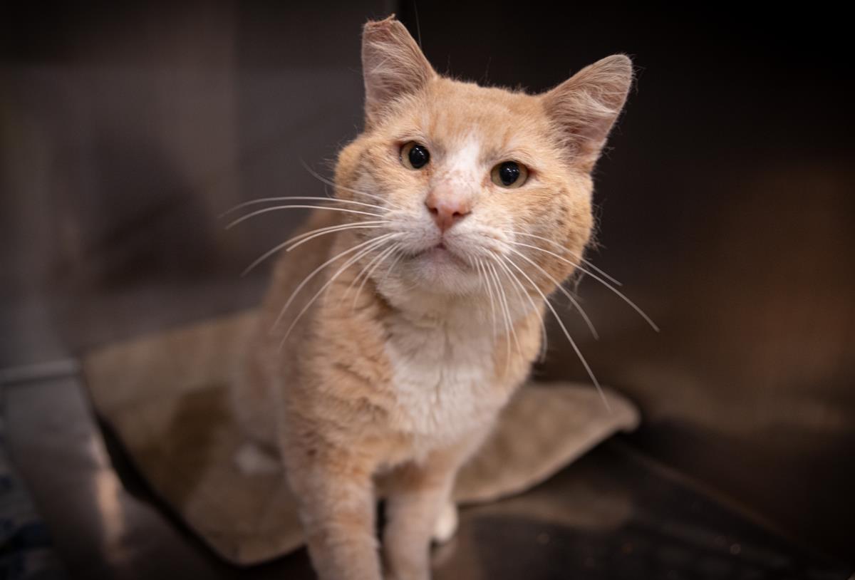Enlarge O/C, a Adoptable mixed breed in Lincoln, CA image 1/2