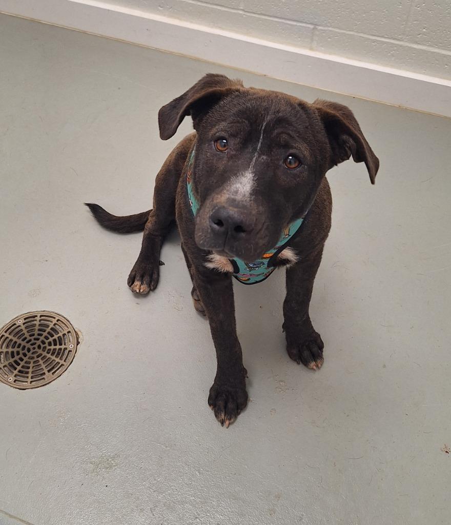 Enlarge Smokey, a Adopted mixed breed in Noble, OK image 2/3