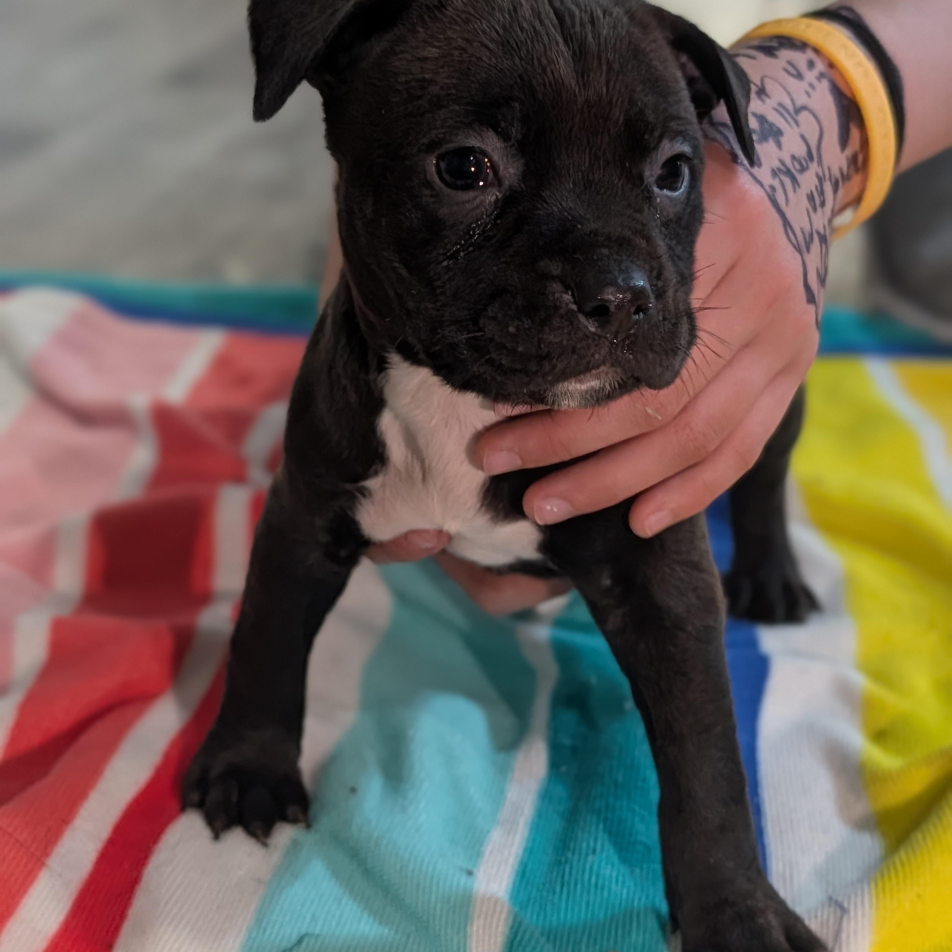 Enlarge Susie (Rugrats Pup), a ADOPTABLE Mixed Breed in Alma, MI image 2/2