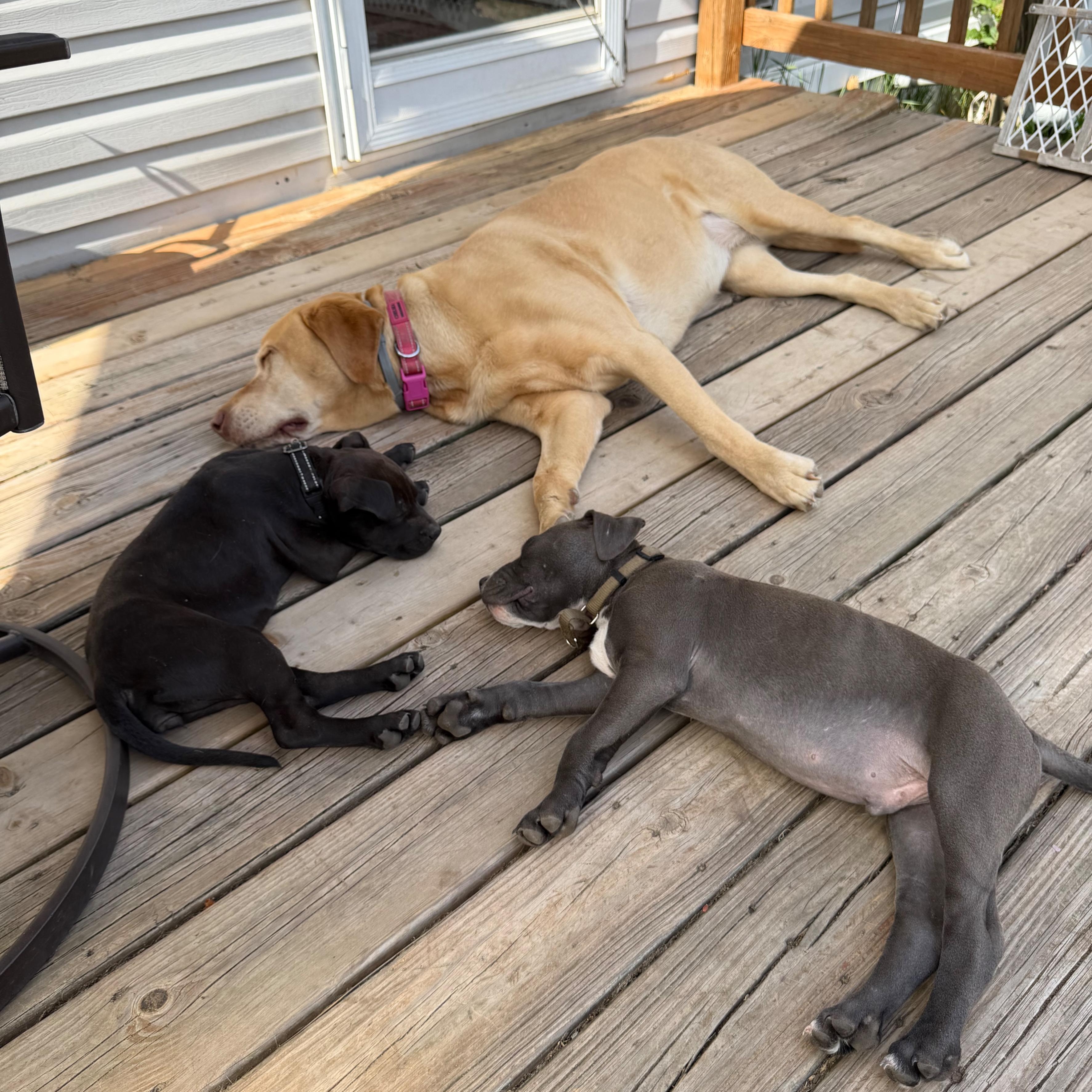Susie aka Lily (Rugrats Pup), a ADOPTABLE Mixed Breed in Alma, MI image 2/2