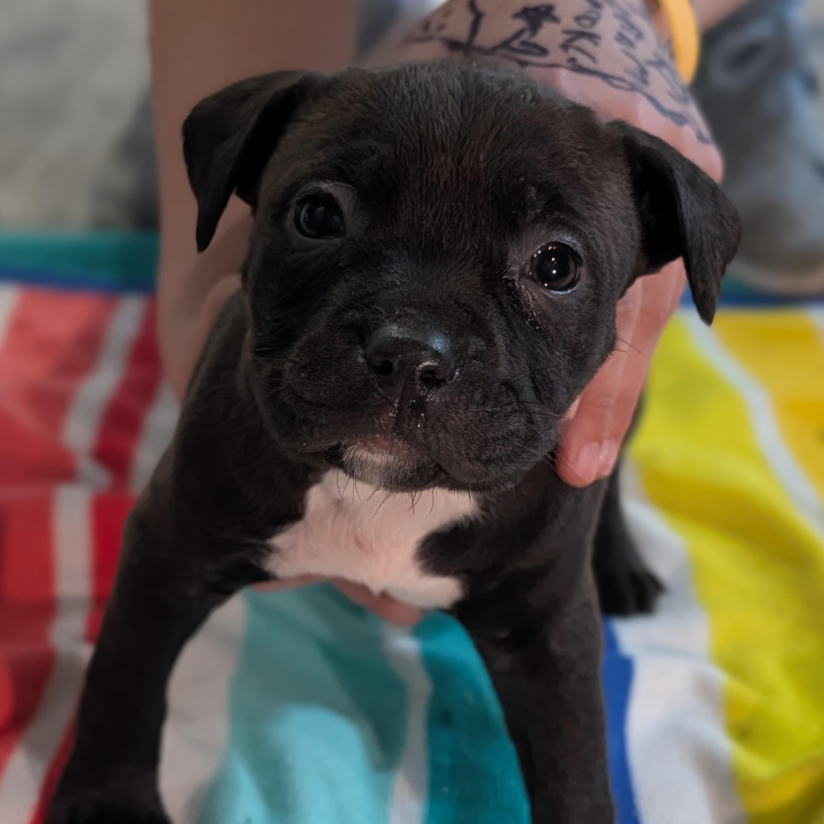 Susie (Rugrats Pup), ADOPTABLE, Puppy Female Mixed Breed.
