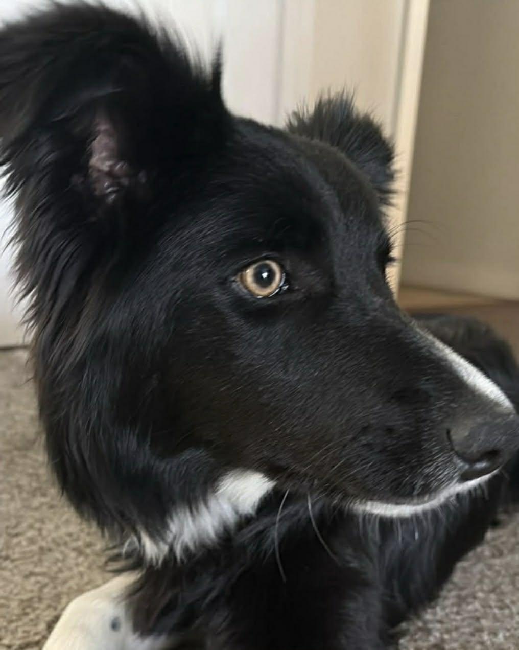 Sapphire, an adopted Border Collie in Bend, OR image 3/4