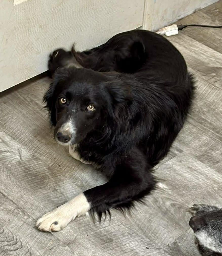 Sapphire, an adopted Border Collie in Bend, OR image 4/4