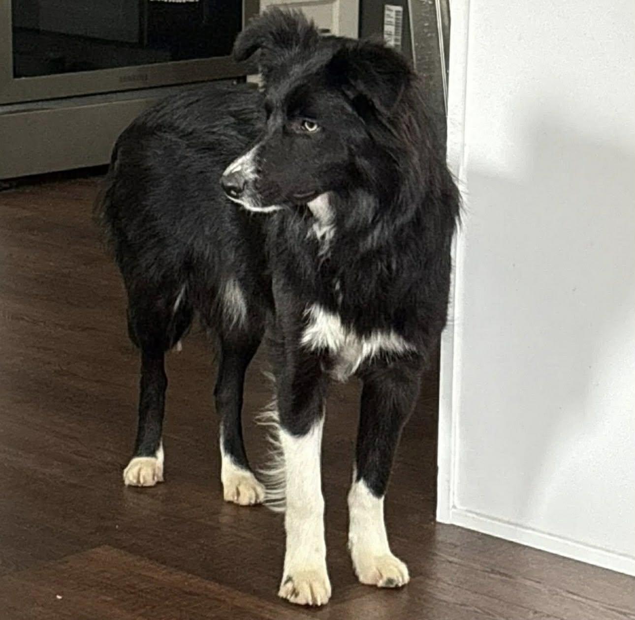 Sapphire, adopted, Young Female Border Collie.