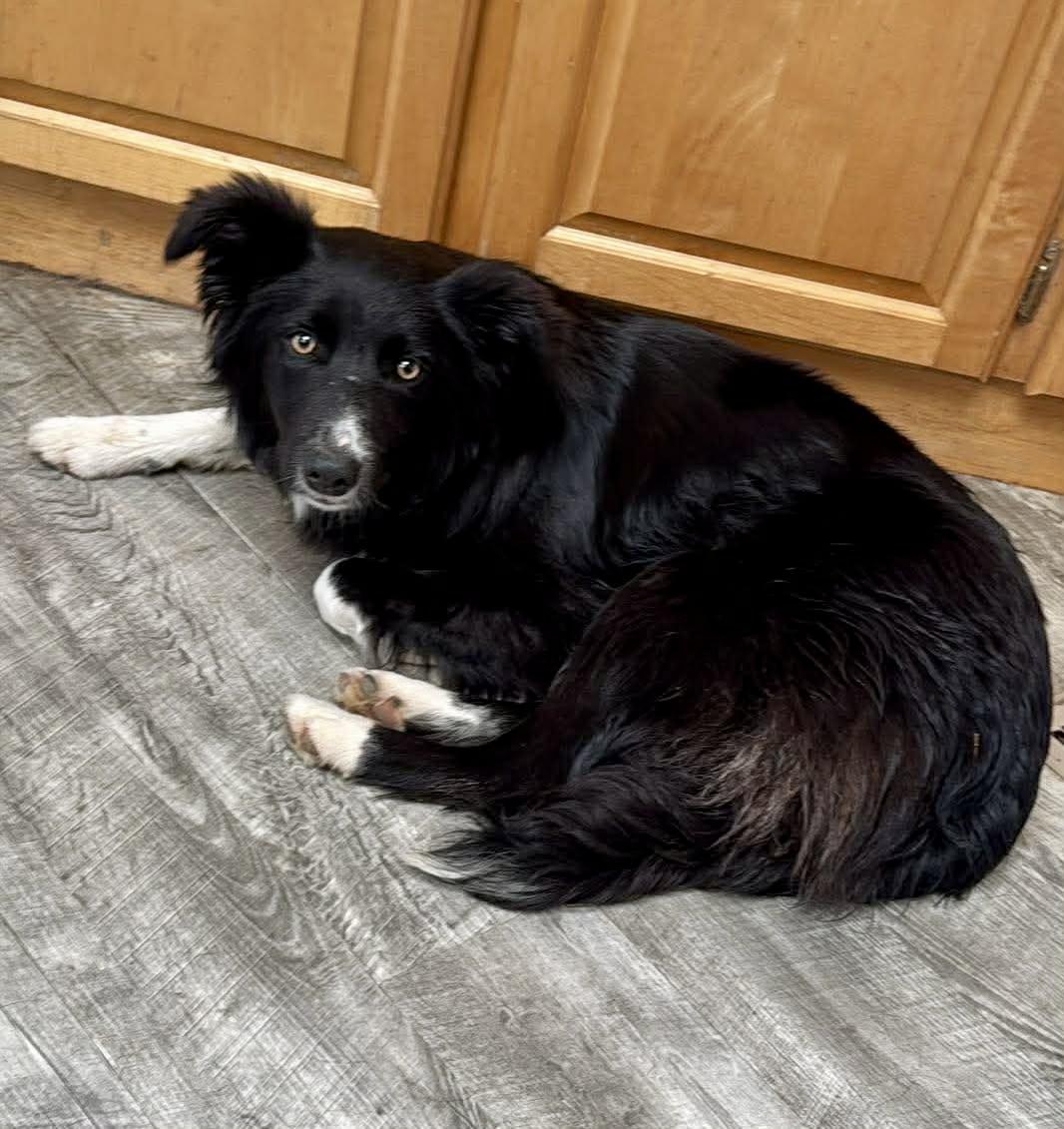 Sapphire, an adopted Border Collie in Bend, OR image 2/4