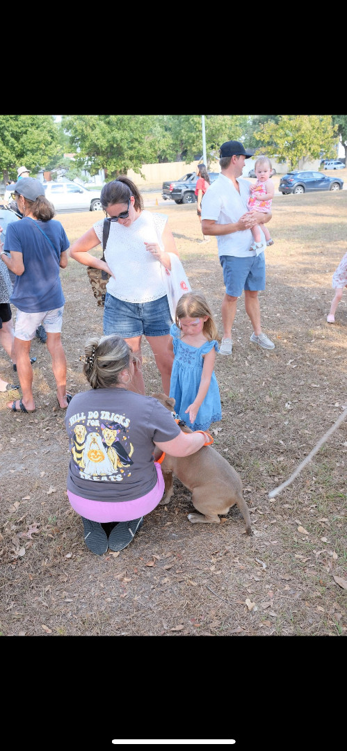D - day , Adopted, Young Male American Bully.