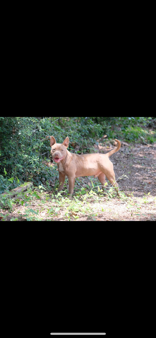 Enlarge D - day , a Adopted American Bully in New Caney, TX image 2/6
