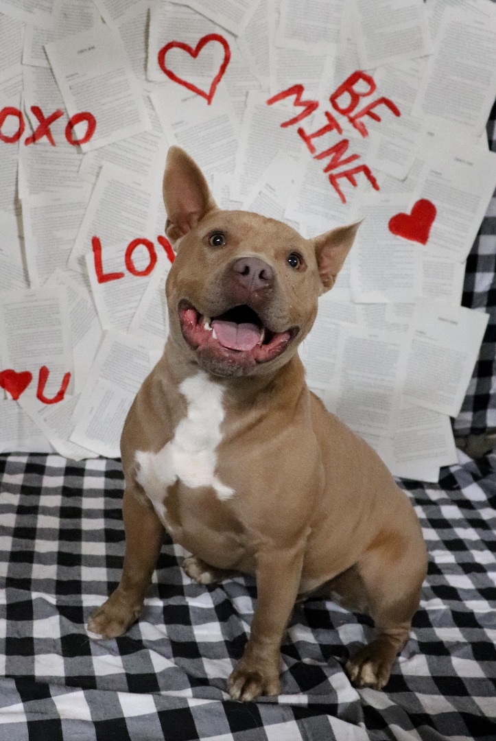 Enlarge D - day , a Adopted American Bully in New Caney, TX image 3/6