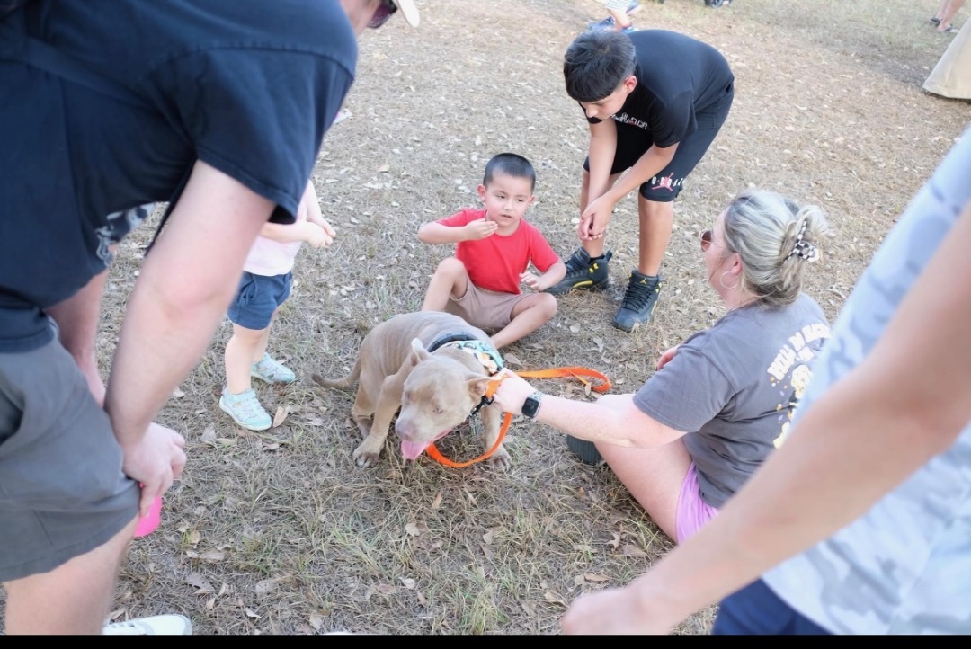 Enlarge D - day , a Adopted American Bully in New Caney, TX image 4/6