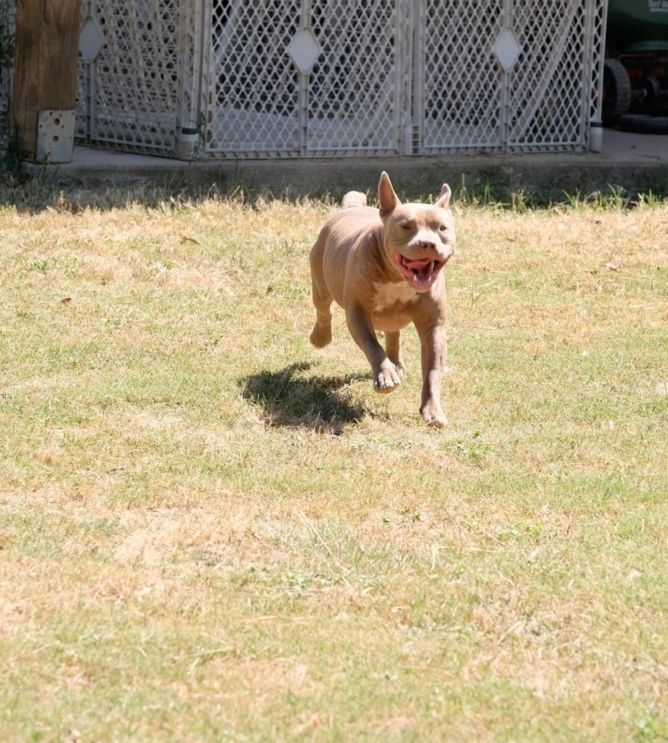 Enlarge D - day , a Adopted American Bully in New Caney, TX image 5/6
