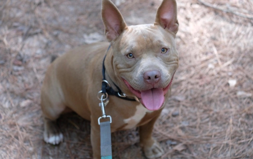 Enlarge D - day , a Adopted American Bully in New Caney, TX image 6/6