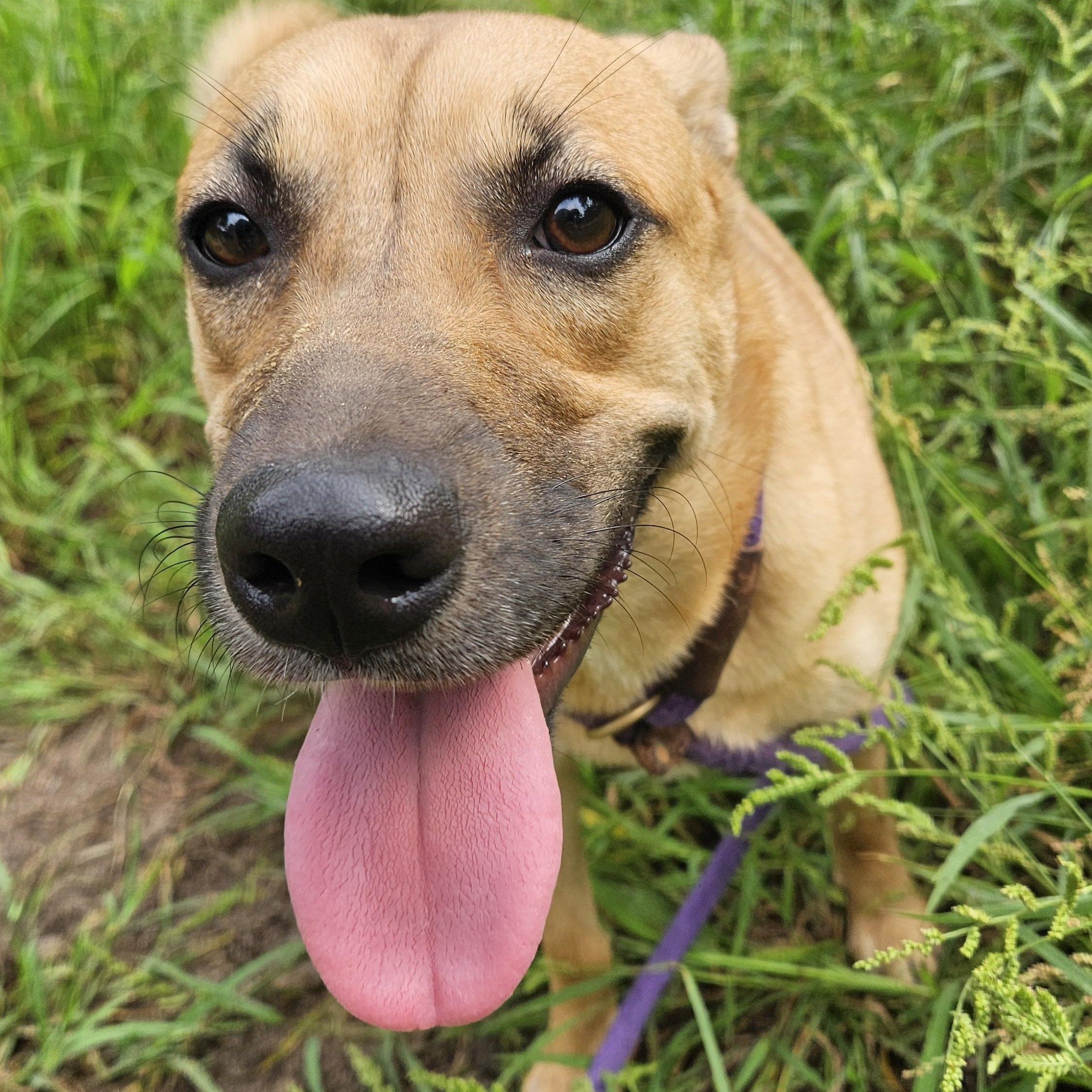 Enlarge Gingerbread, an adopted mixed breed in Magnolia, TX image 1/6