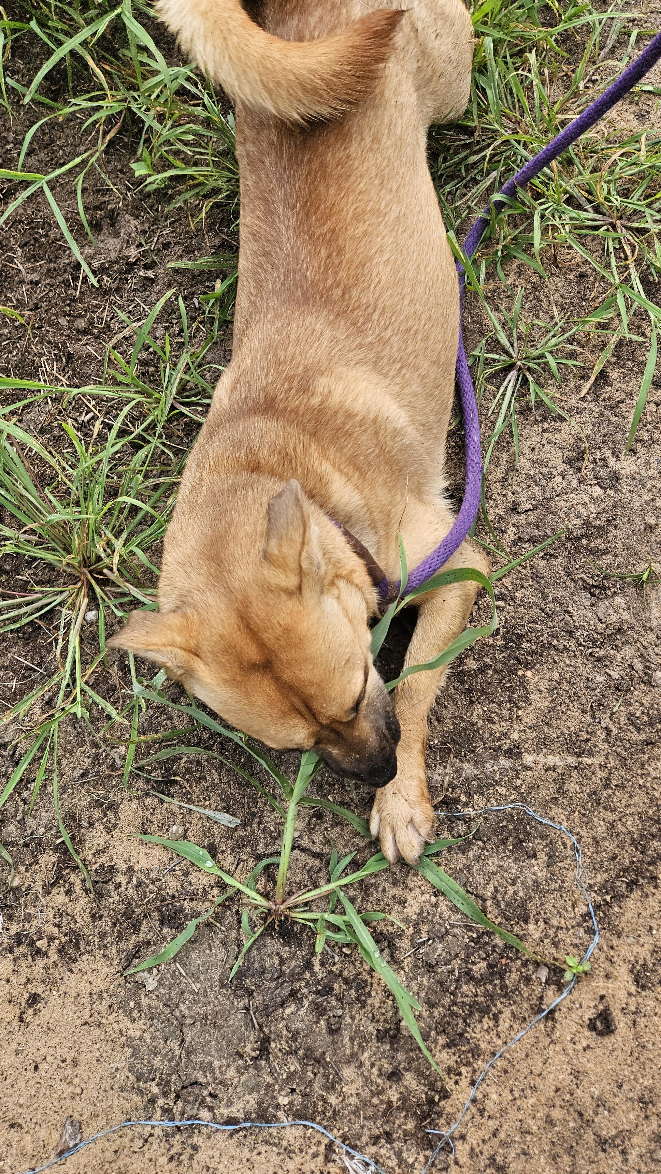 Enlarge Gingerbread, an adopted mixed breed in Magnolia, TX image 2/6