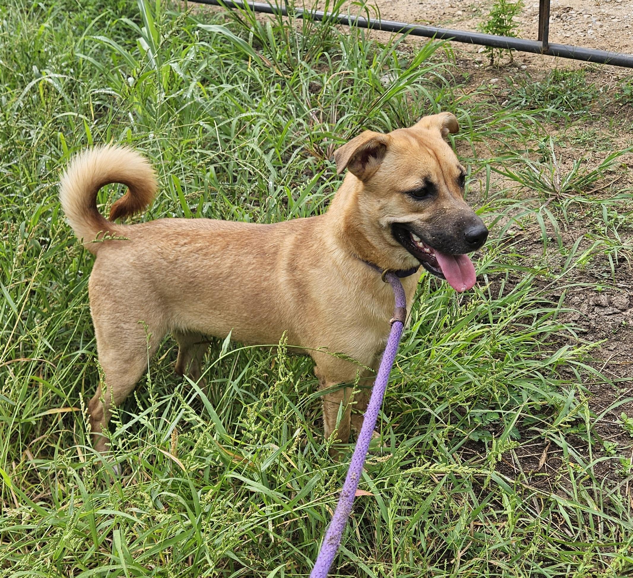 Enlarge Gingerbread, an adopted mixed breed in Magnolia, TX image 3/6