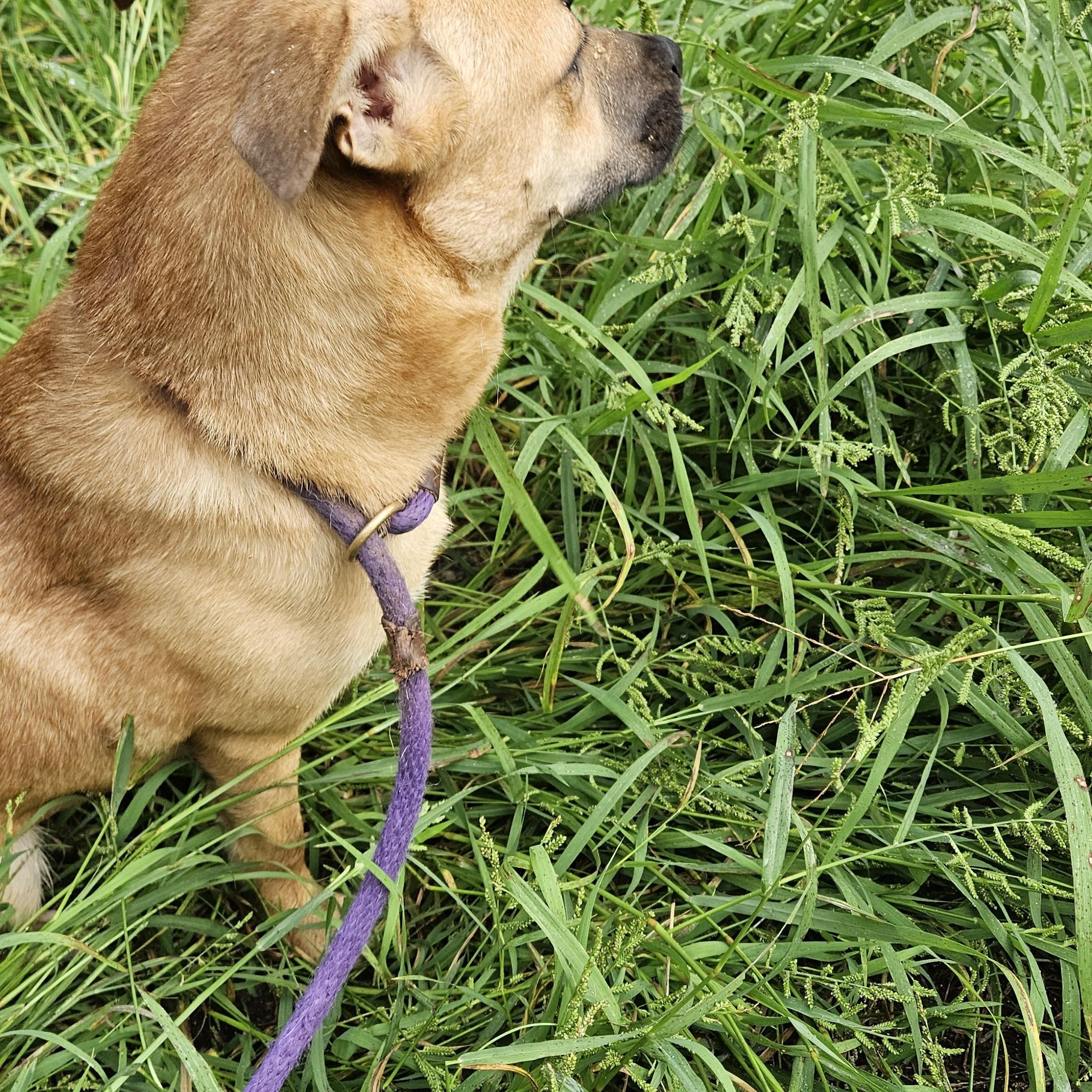 Enlarge Gingerbread, an adopted mixed breed in Magnolia, TX image 4/6