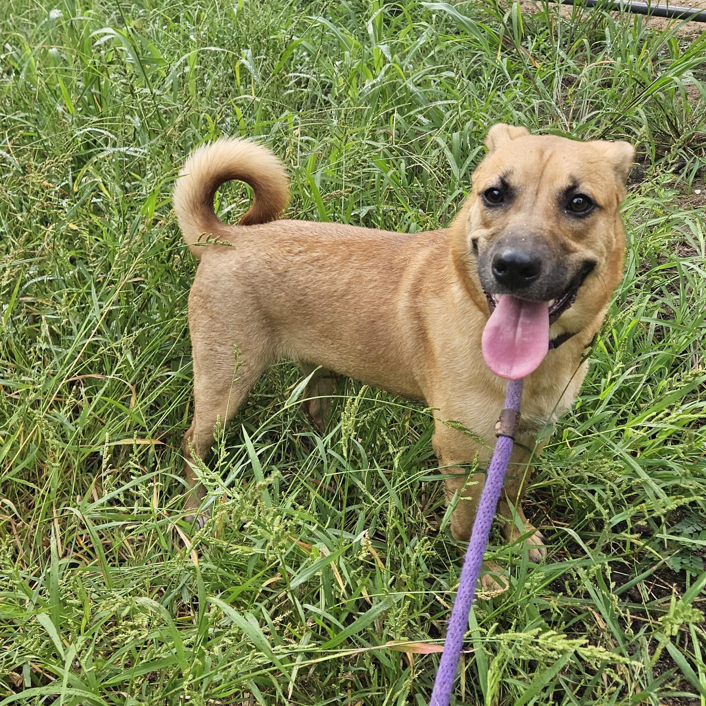 Enlarge Gingerbread, an adopted mixed breed in Magnolia, TX image 5/6