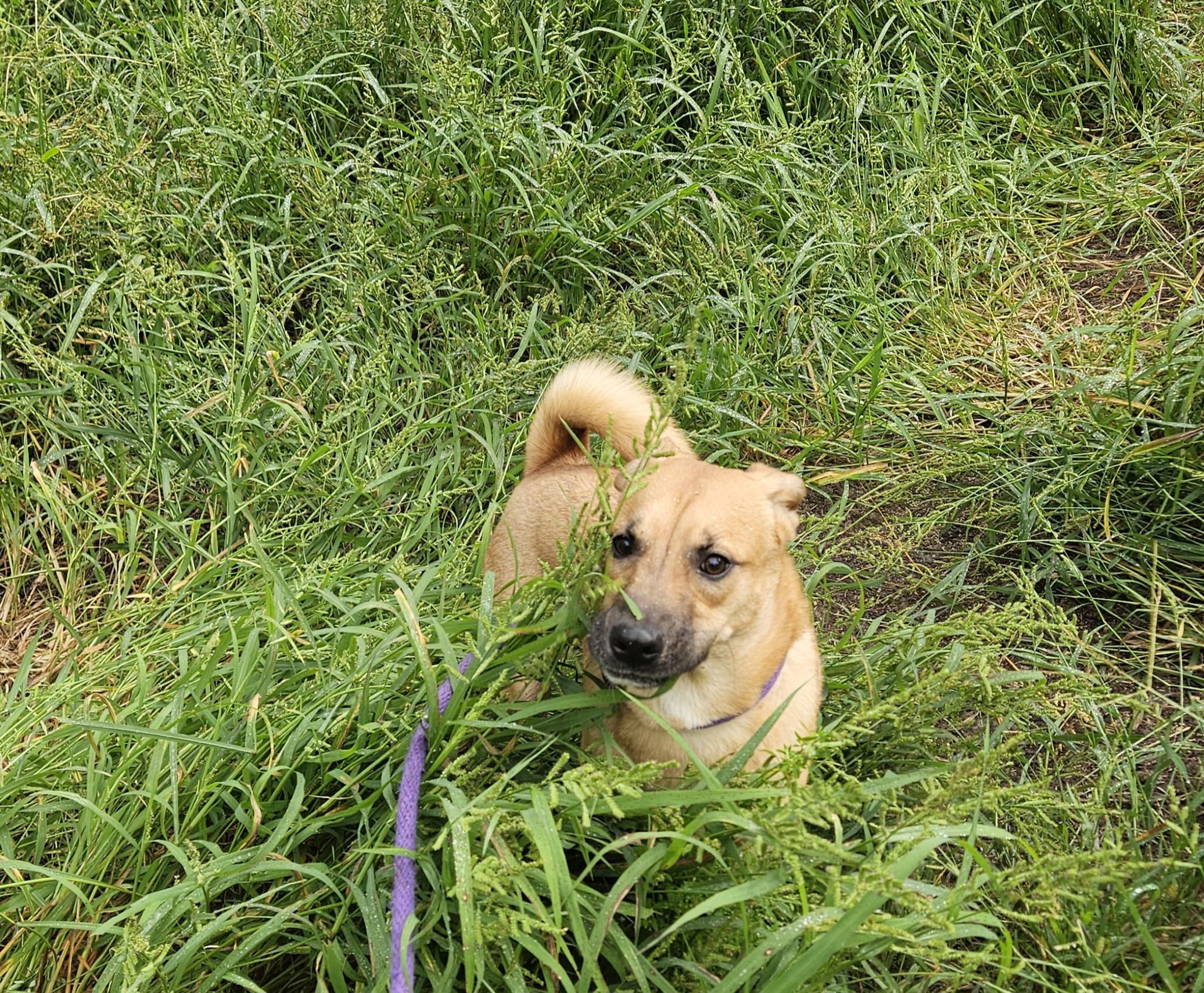 Enlarge Gingerbread, an adopted mixed breed in Magnolia, TX image 6/6