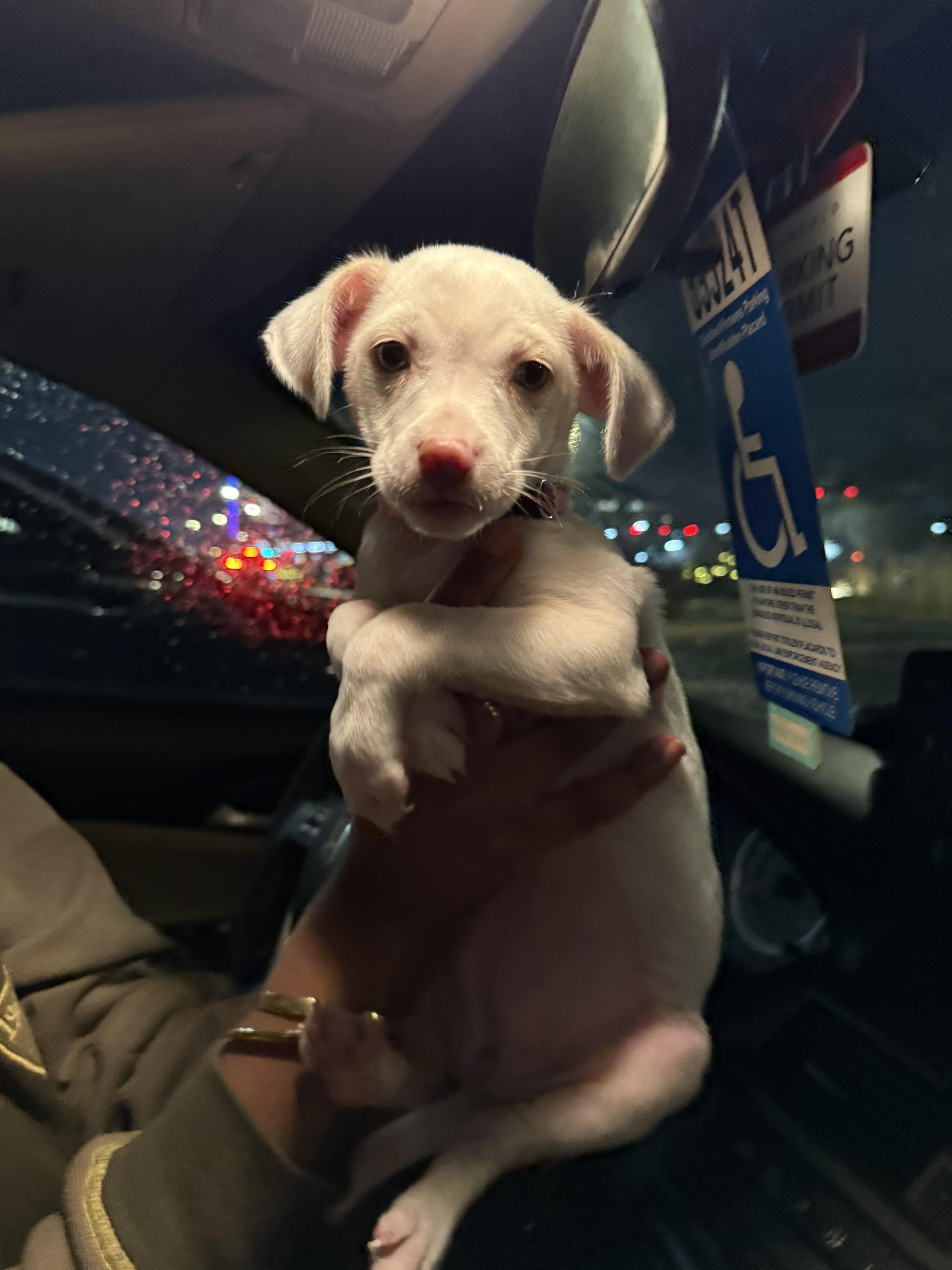 Maria, Adoptable, Puppy Female Chihuahua & Labrador Retriever.