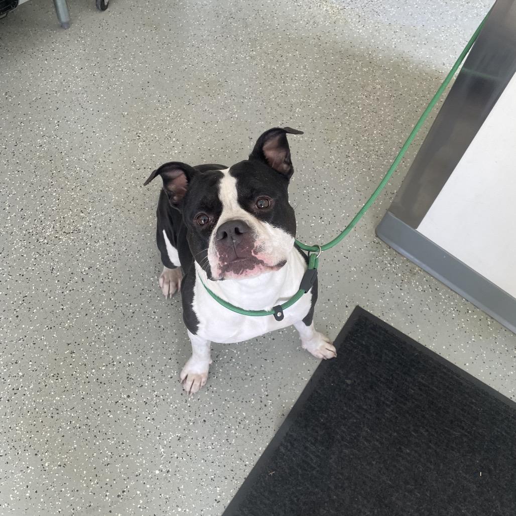 Miss Piggy, Adoptable, Adult Female English Bulldog & Mixed Breed.